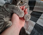 Кошки в Краснодаре: Котенок шотландской прямоухой кошки 7 мес Девочка, Бесплатно - фото 2