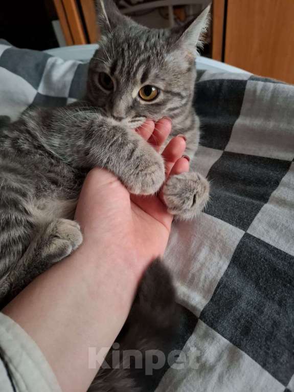 Кошки в Краснодаре: Котенок шотландской прямоухой кошки 7 мес Девочка, Бесплатно - фото 2