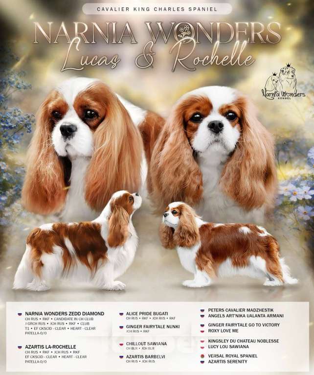 Собаки в Нижнем Новгороде: Кавалер кинг чарльз спаниель девочка Девочка, 120 руб. - фото 1