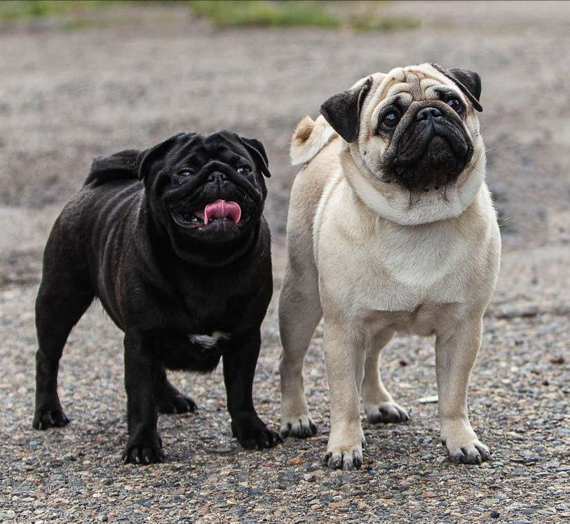 Собаки в Чите: Очаровательные щенки мопса Девочка, 45 000 руб. - фото 1