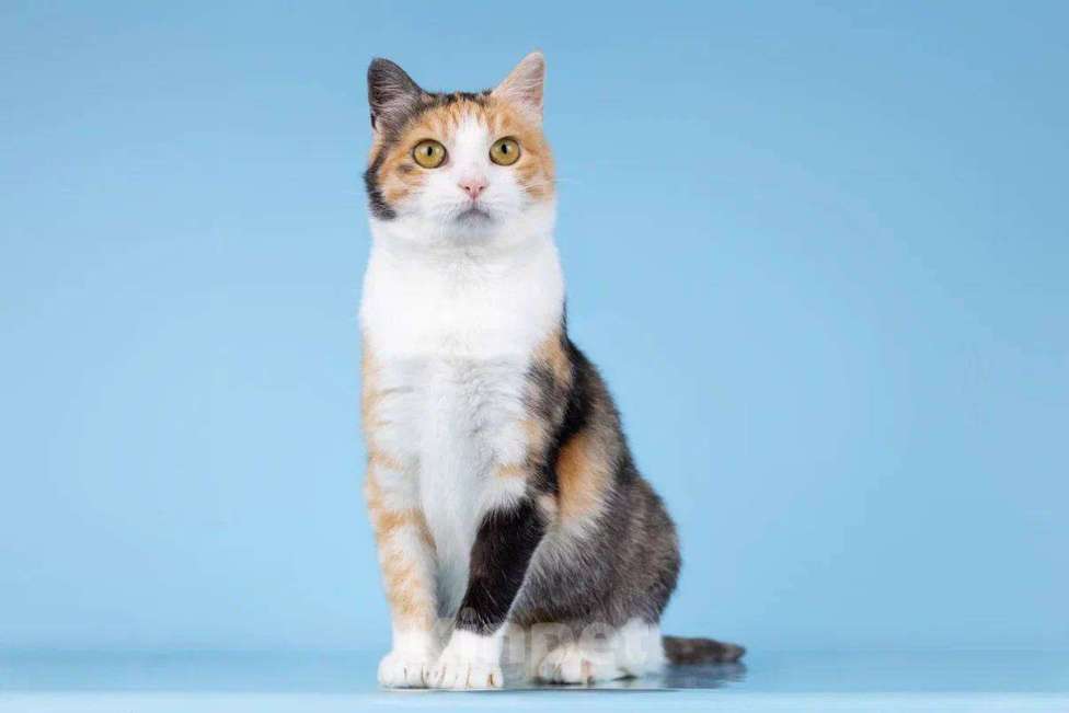 Кошки в Москве: Трехцветная молодая кошечка Осинка в добрые руки Девочка, Бесплатно - фото 2