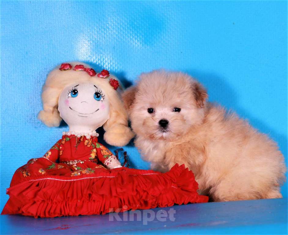 Собаки в Москве: мальтипу ф1 мини Девочка, 130 000 руб. - фото 8