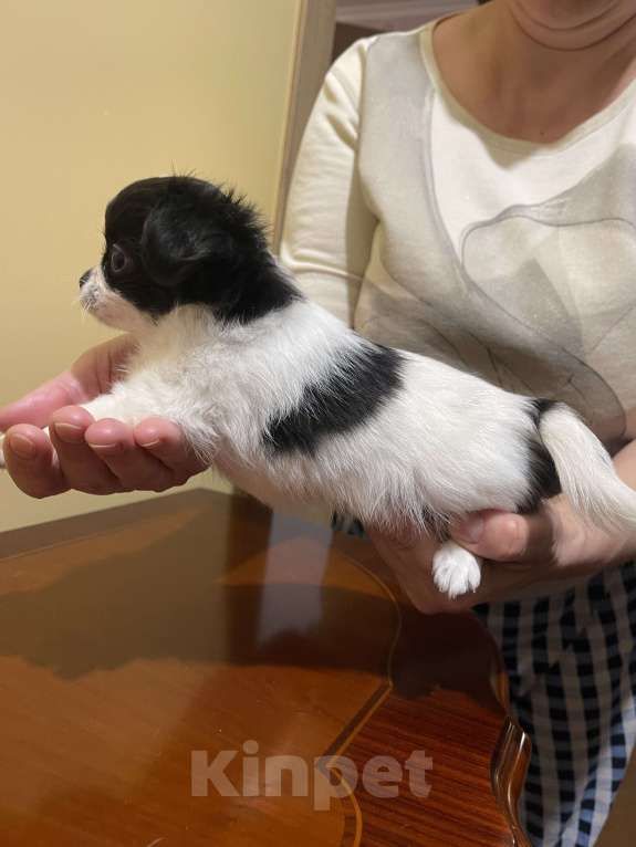 Собаки в других городах Московской области: Чихуахуа клубная девочка Девочка, 75 000 руб. - фото 6