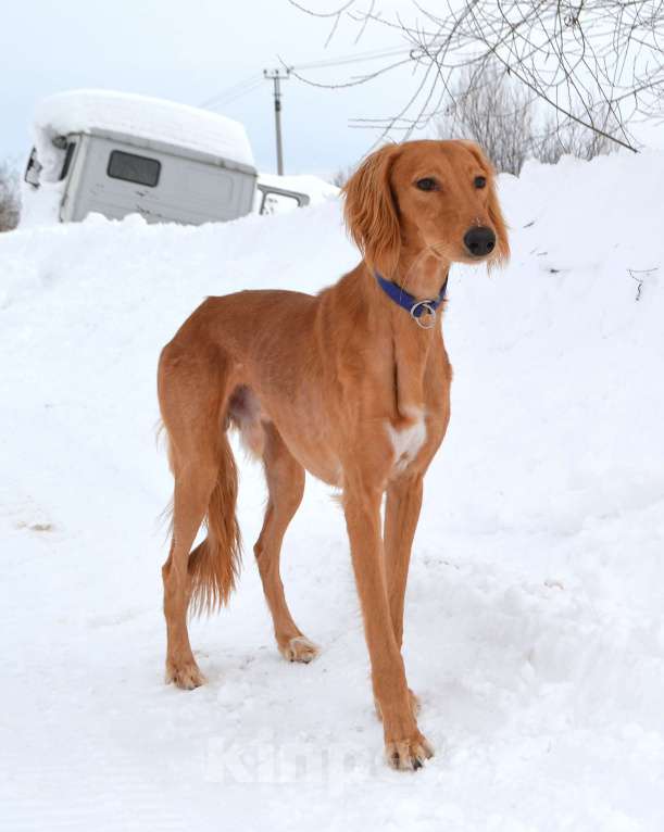 Собаки в Глазове: ADDIL ASSAD Мальчик, Бесплатно - фото 9