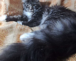 Кошки в Москве: Котенок Мейн кун Девочка, 30 000 руб. - фото 4