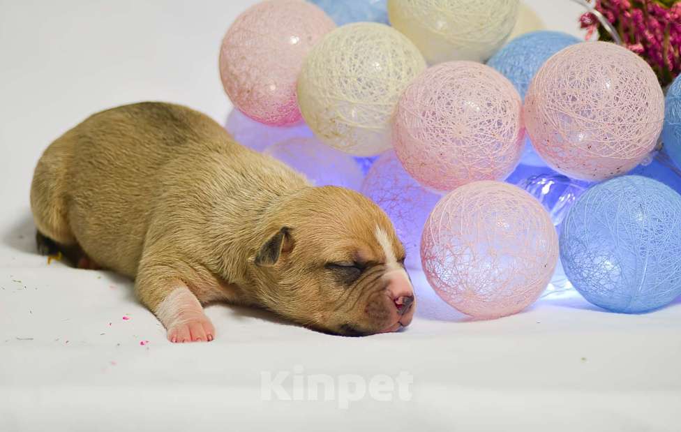 Собаки в Москве: Крупный парень амстафф Мальчик, 60 000 руб. - фото 2