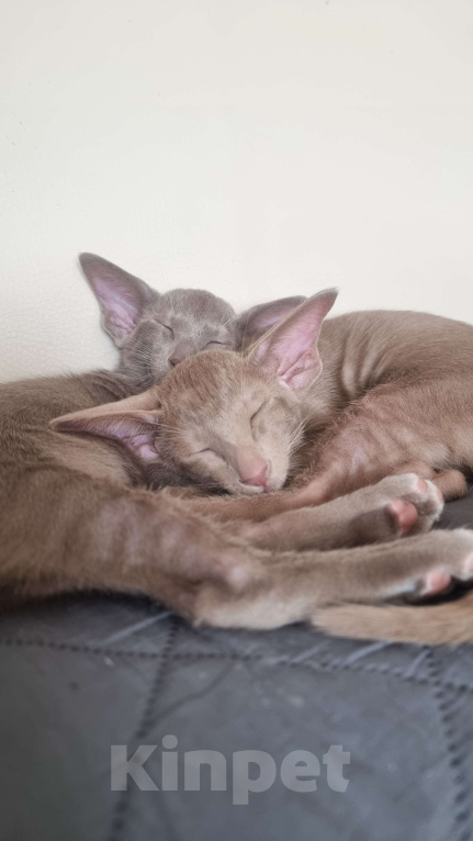 Кошки в Нижнем Новгороде: Ориентальный котенок мальчик  Мальчик, 70 000 руб. - фото 3