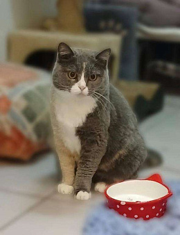 Фенюша, 4 года —круглолицая леди с янтарными глазами. 