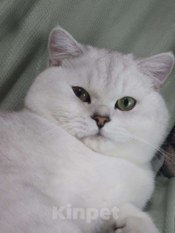 Кошки в Сочи: Шотландский кот Серебристая Шиншилла  Мальчик, 5 000 руб. - фото 6