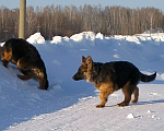 Собаки в других городах Красноярского края: щенки немецкой овчарки длинники Девочка, 45 000 руб. - фото 6