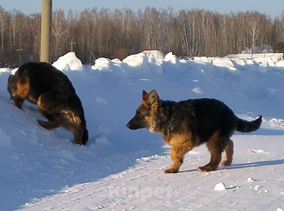Собаки в других городах Красноярского края: щенки немецкой овчарки длинники Девочка, 45 000 руб. - фото 6