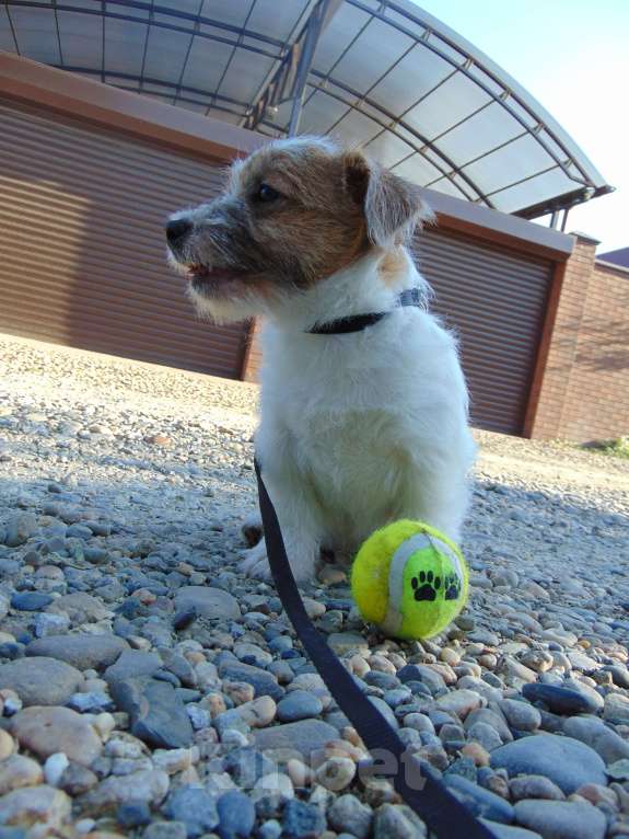Собаки в Москве: Высокопородный щенок Джек Рассел терьера жесткошерстный Мальчик, Бесплатно - фото 10