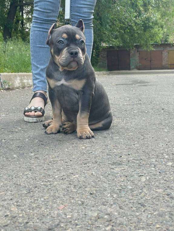 Собаки в Черногорске: Американский булли девочки  Девочка, 100 000 руб. - фото 4