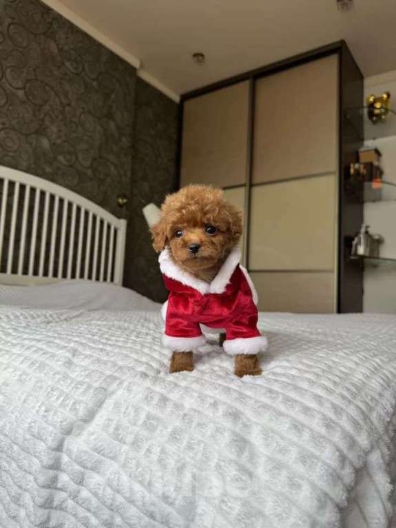 Собаки в других городах Ростовской области: Той-пудель мини Мальчик, 140 000 руб. - фото 2