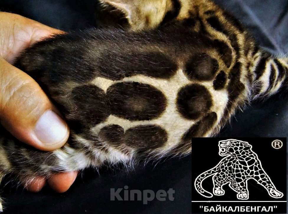 Кошки в Петропавловске-Камчатском: Бенгальский котенок. Профессиональный Питомник. Девочка, Бесплатно - фото 3