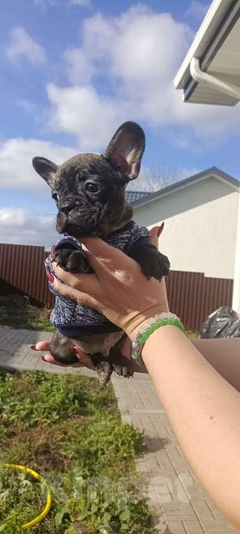 Собаки в Белгороде: французский бульдог  Мальчик, Бесплатно - фото 2
