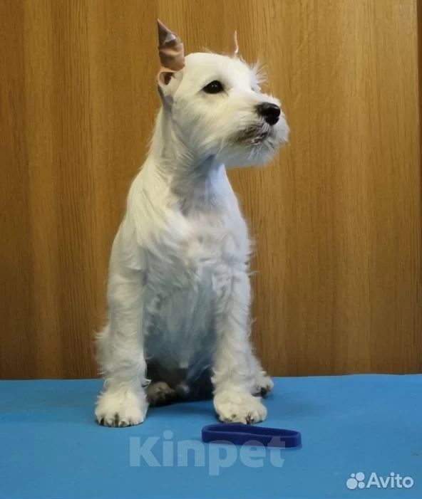 Собаки в Омске: Щенки цвергшнауцера Мальчик, Бесплатно - фото 1