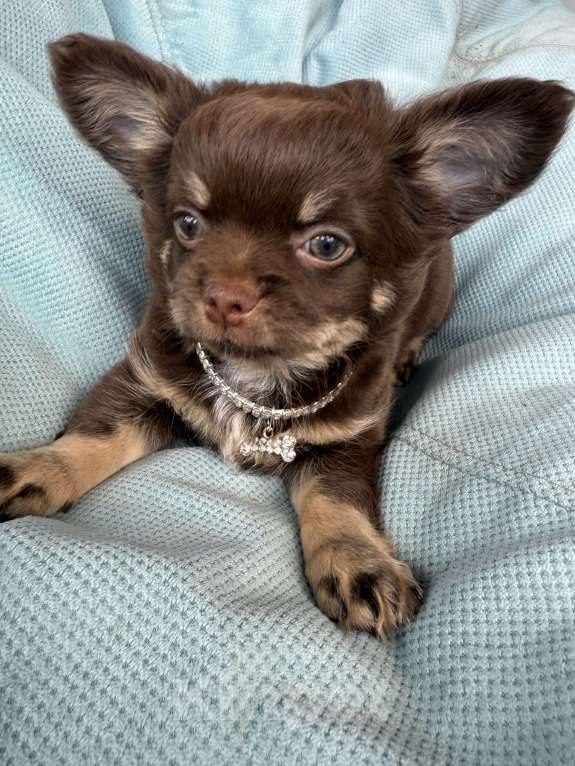 Собаки в других городах Московской области: Мальчик чихуахуа  Мальчик, 50 000 руб. - фото 2