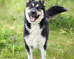 Собаки в Солнечногорске: Супер-пёс в поисках семьи! Мальчик, Бесплатно - фото 7
