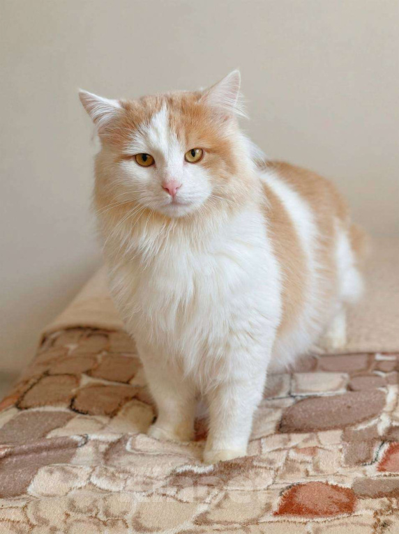 Кошки в Балашихе: Пафнутий в добрые руки Мальчик, Бесплатно - фото 2