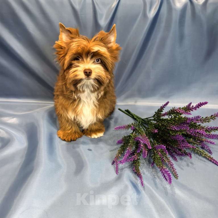 Собаки в Иркутске: Цветной йорк мерле ред блю даймонд 💎 Мальчик, 50 000 руб. - фото 3