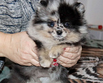 Собаки в Москве: Самая РАСПИСНАЯ красотка шпица Девочка, 75 000 руб. - фото 8