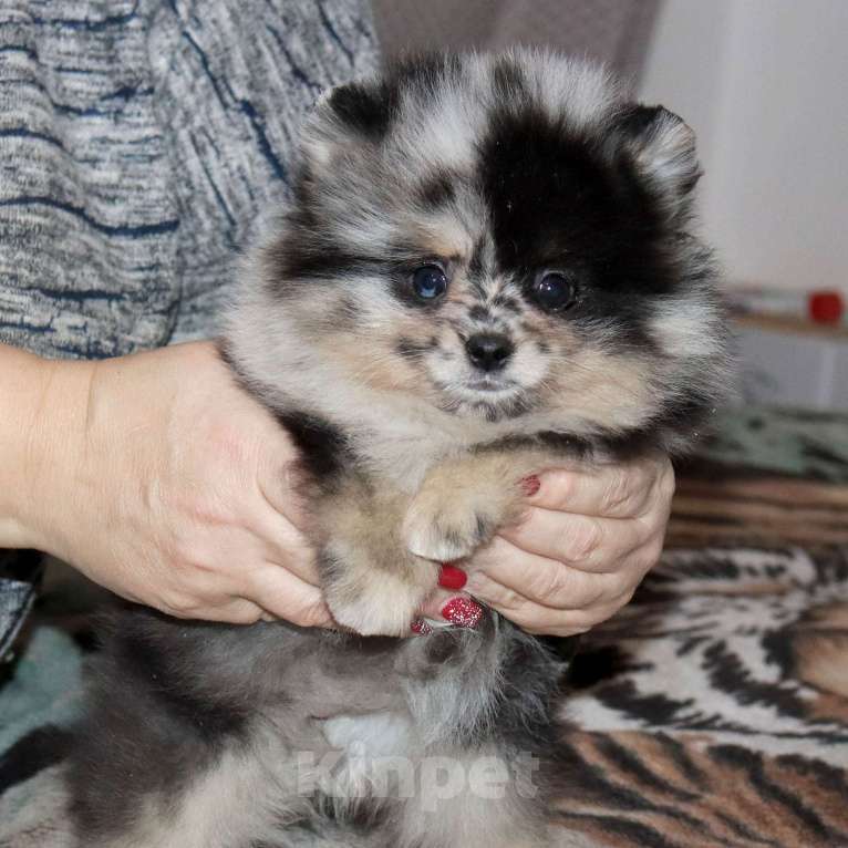 Собаки в Москве: Самая РАСПИСНАЯ красотка шпица Девочка, 75 000 руб. - фото 8