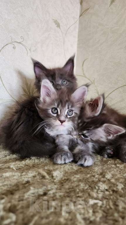 Кошки в Самаре: Котята Мейн-кун Разнополые, 20 000 руб. - фото 10