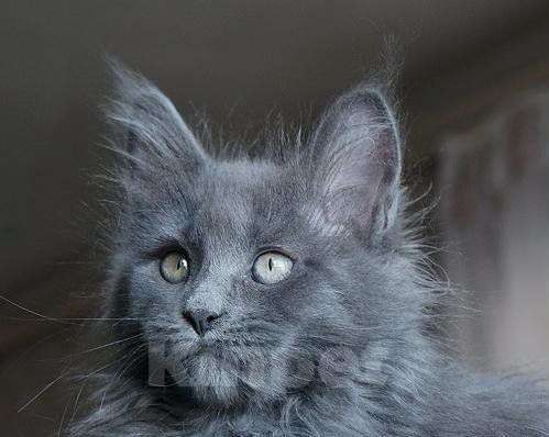 Кошки в Химках: Продаются мейнкун котята Мальчик, Бесплатно - фото 1