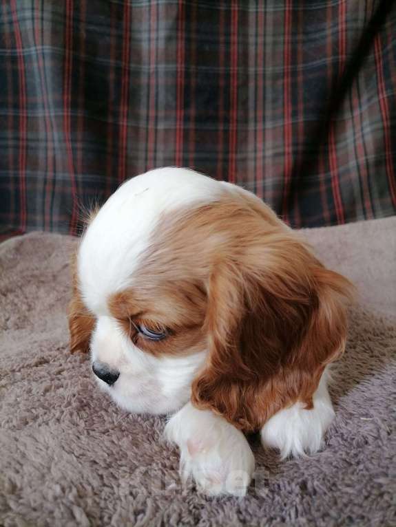 Собаки в Москве: Кавалер Кинг Чарльз спаниель  щенки. Девочка, 85 000 руб. - фото 3