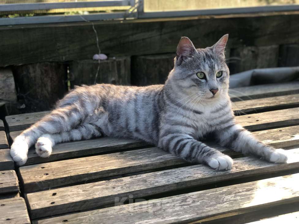 Кошки в других городах Московской области: Вязка курильского бобтейла Мальчик, 25 000 руб. - фото 3