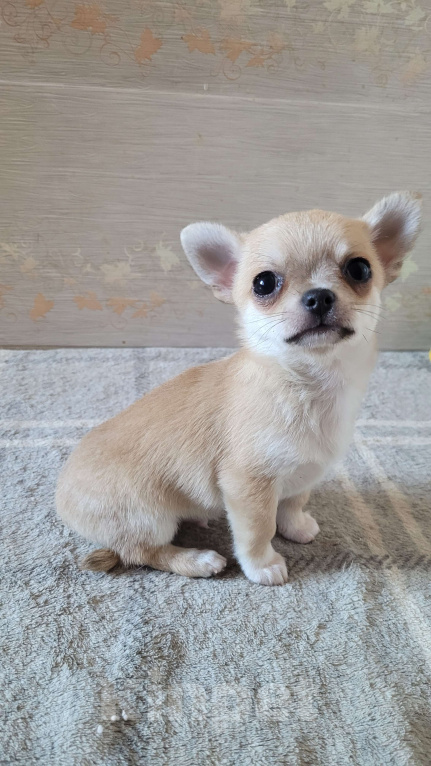 Собаки в Москве: Чихуахуа шикарный, палеый мальчик Мальчик, Бесплатно - фото 2