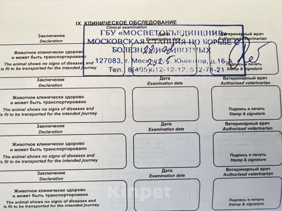 Кошки в Москве: Букет  Мальчик, 40 000 руб. - фото 6