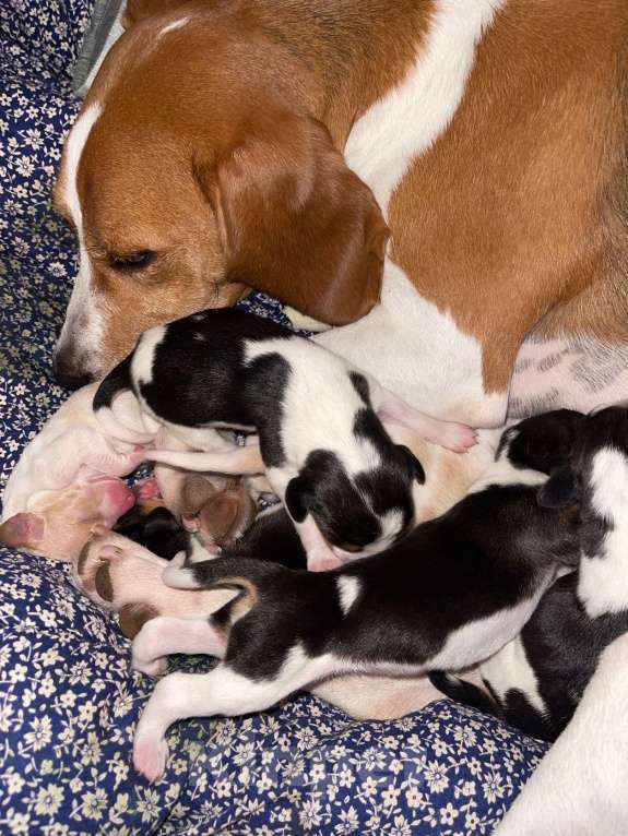 Собаки в других городах Московской области: Эстонская гончая - ЩЕНКИ Девочка, Бесплатно - фото 3