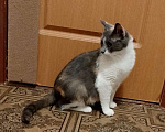 Кошки в Москве: Мура в добрые руки Девочка, Бесплатно - фото 4