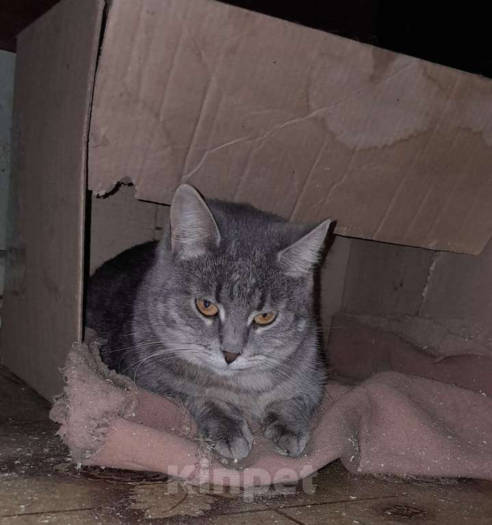 Кошки в Москве: Нежная АСЯ Девочка, Бесплатно - фото 2