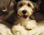 Собаки в других городах Московской области: Щенки длинношёрстные Мальчик, 30 000 руб. - фото 4