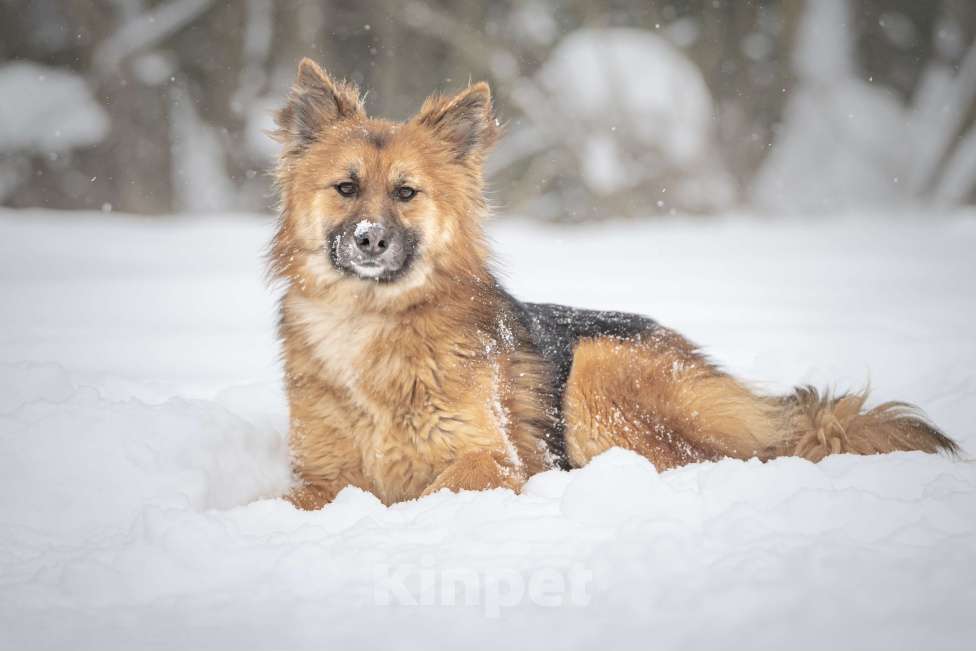 Собаки в Клине: Фисташка — роскошная красавица готова стать частью вашей семьи Девочка, Бесплатно - фото 5