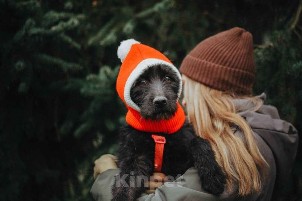Собаки в Москве: Бородатик Соня ищет дом Девочка, 1 руб. - фото 1