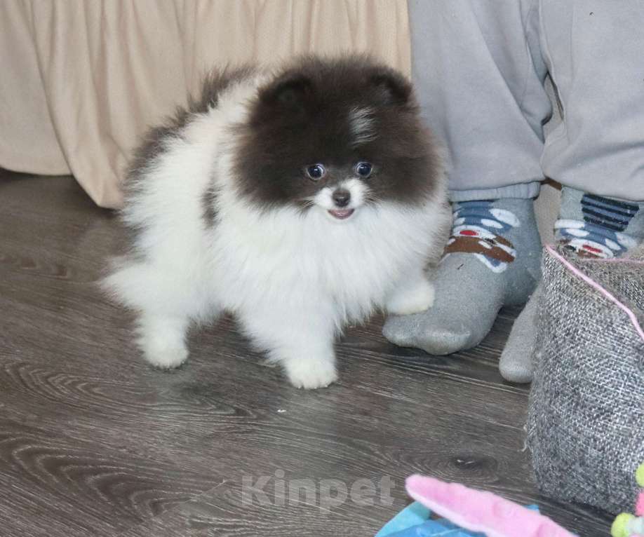 Собаки в Москве: Голубая девочка ШПИЦА померанского Девочка, 120 000 руб. - фото 1