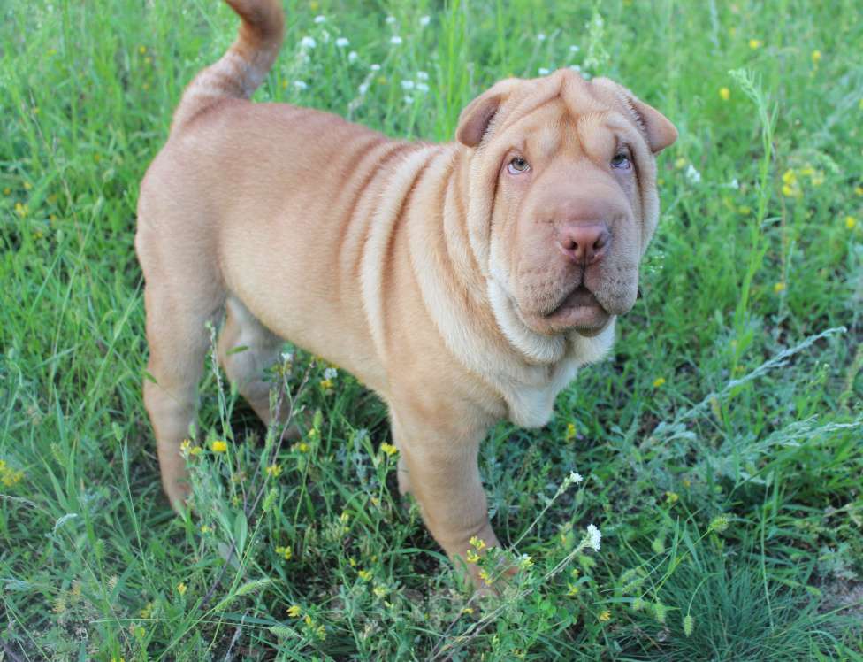 Собаки в Москве: Шарпей Мальчик, Бесплатно - фото 2