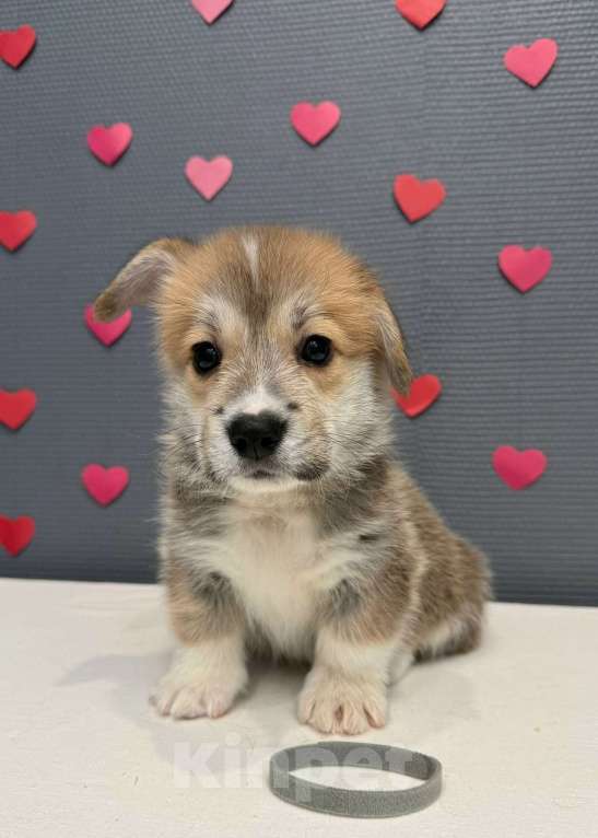 Собаки в Кургане: Щенок вельш корги пемброк, кобель Мальчик, 40 000 руб. - фото 2