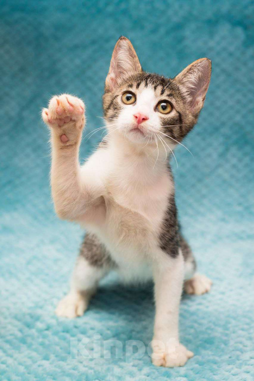 Кошки в Москве: Ласковый котенок в добрые руки Мальчик, Бесплатно - фото 2