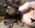 Собаки в Санкт-Петербурге: Щенок йоркширского терьера Мальчик, 22 500 руб. - фото 1