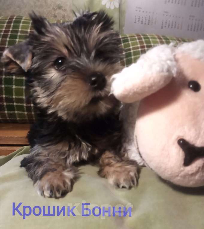 Собаки в Санкт-Петербурге: Щенок йоркширского терьера Мальчик, 22 500 руб. - фото 1