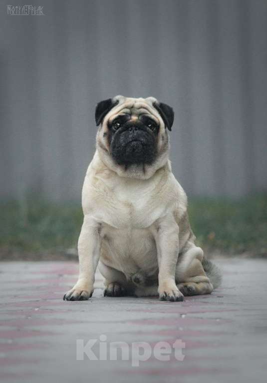 Собаки в других городах Московской области: Щенки мопса Девочка, 70 000 руб. - фото 6