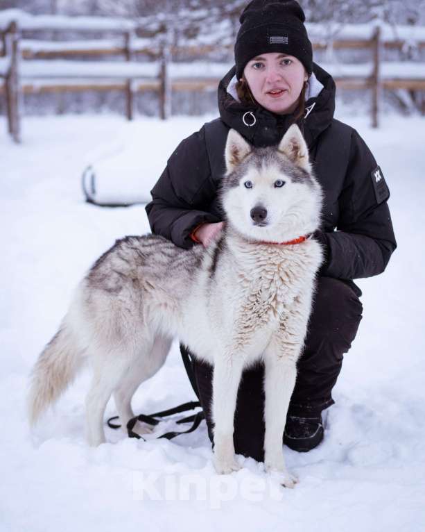 Собаки в Москве: Арья Девочка, Бесплатно - фото 7