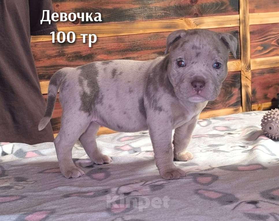 Собаки в Черногорске: Девочка Девочка, 100 000 руб. - фото 1