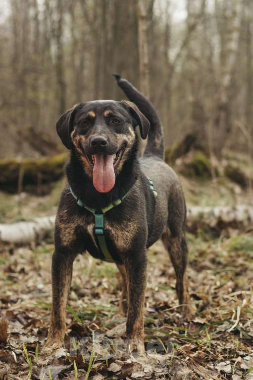 Собаки в Москве: Щенок в добрые руки Мальчик, Бесплатно - фото 6