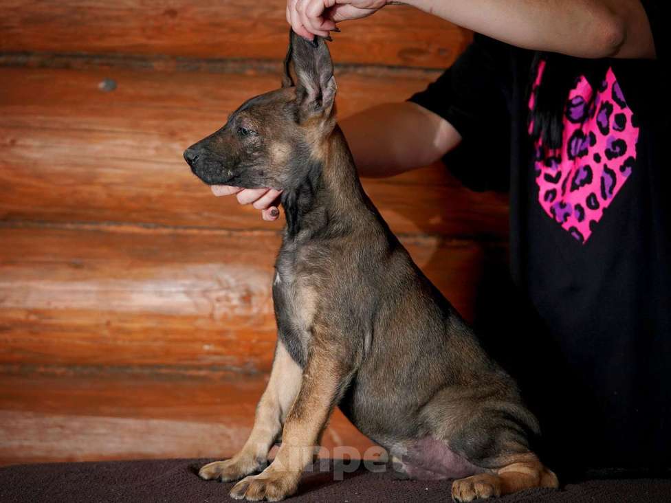 Собаки в Александрове: Мальчик Ксолоитцкуинтли в шерсти  Мальчик, 5 000 руб. - фото 6